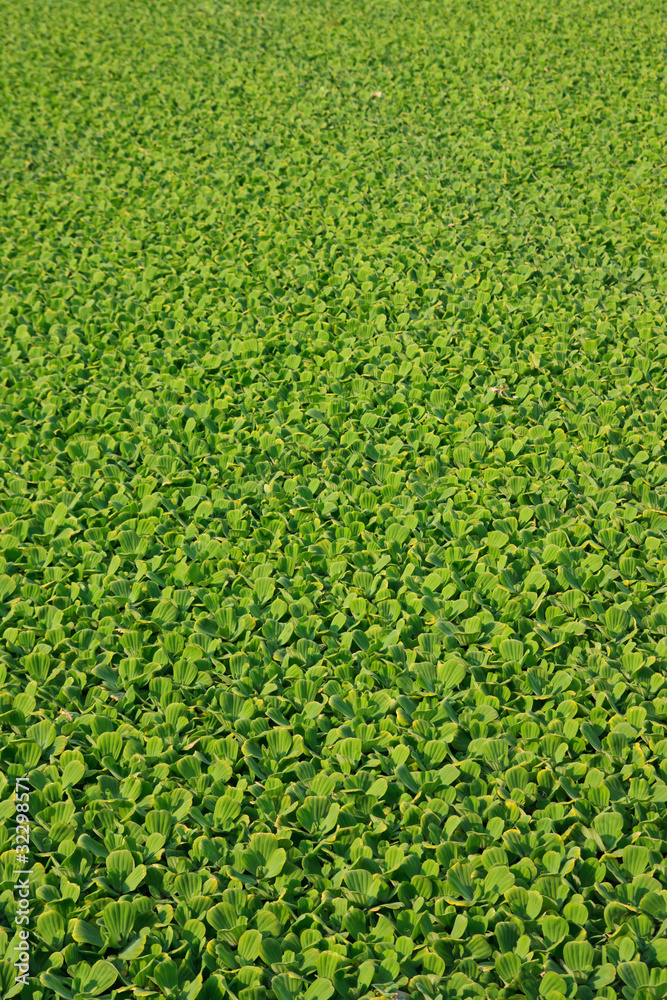 Pistia stratiotes L. Pistia stratiotes L.