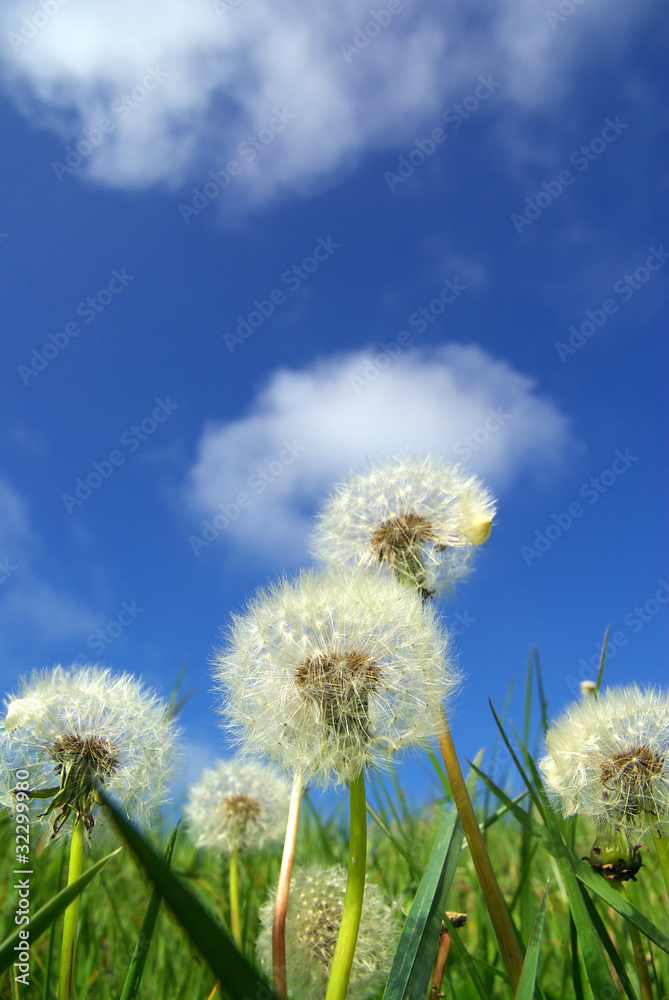 Naklejka premium Pissenlits