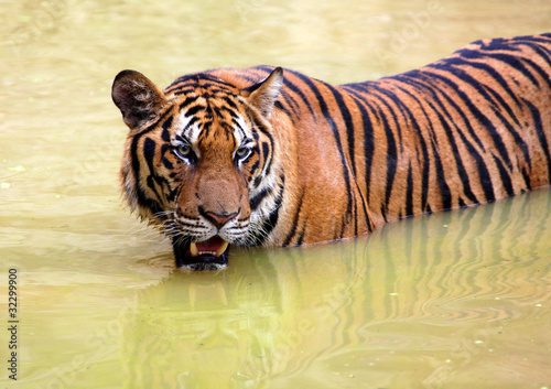 tiger in muddy water