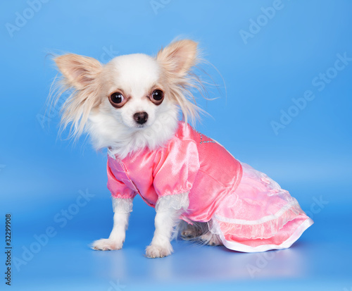 Little dog in a dress