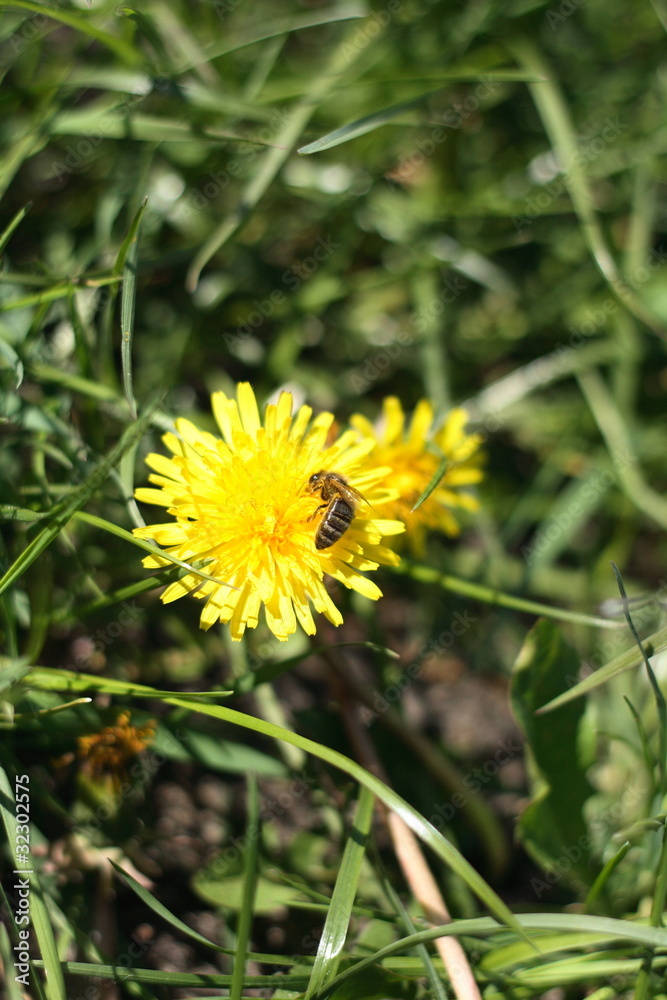 bee on dandelion bee on dandelion