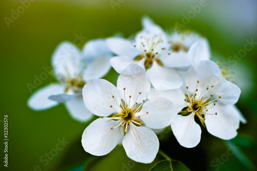 Apple tree blossom  white flowers on a green leaves background