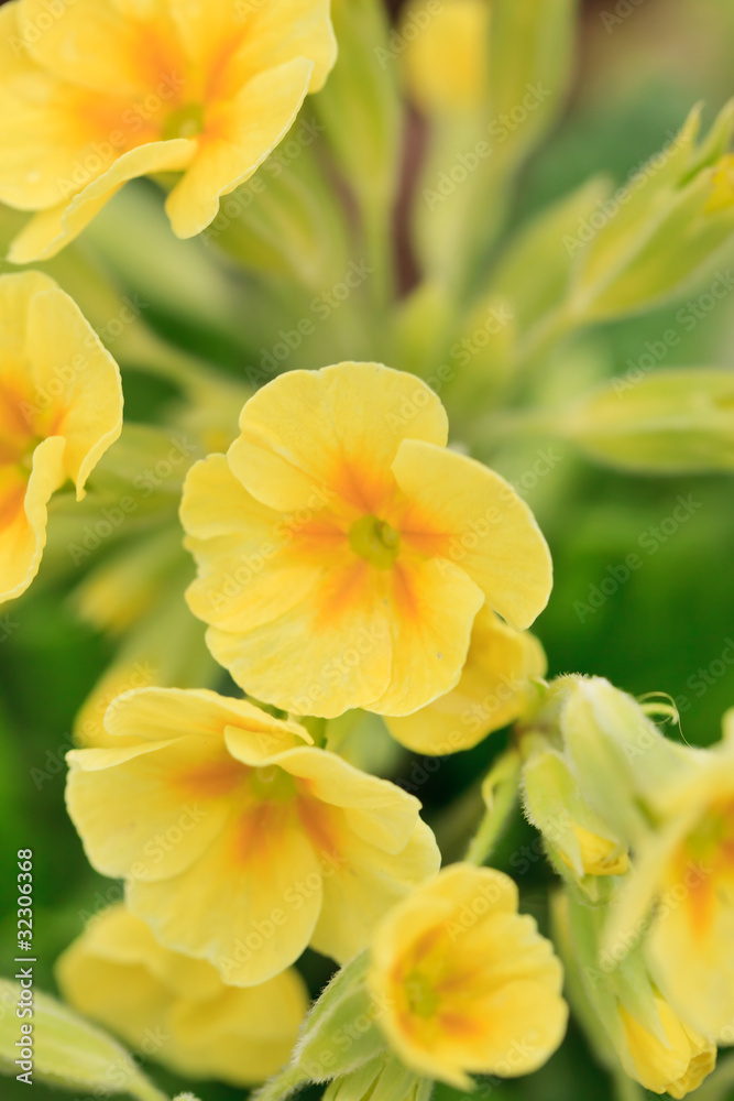 Fototapeta premium spring flowers