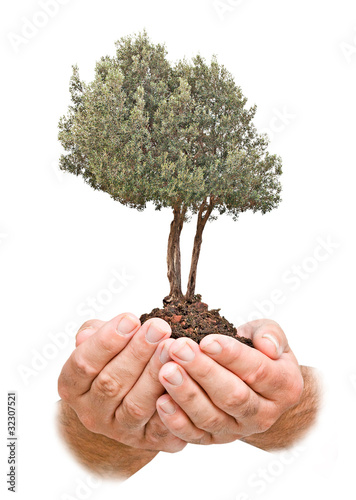 Olive tree in palms as a gift