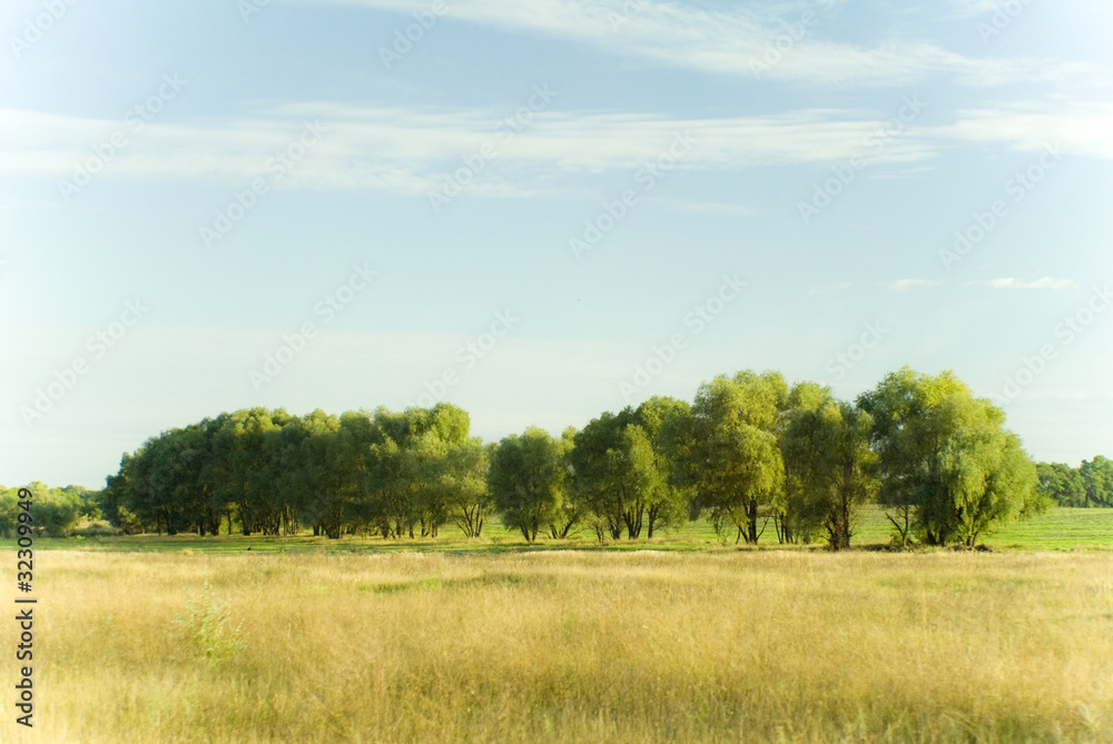 Fototapeta premium August trees