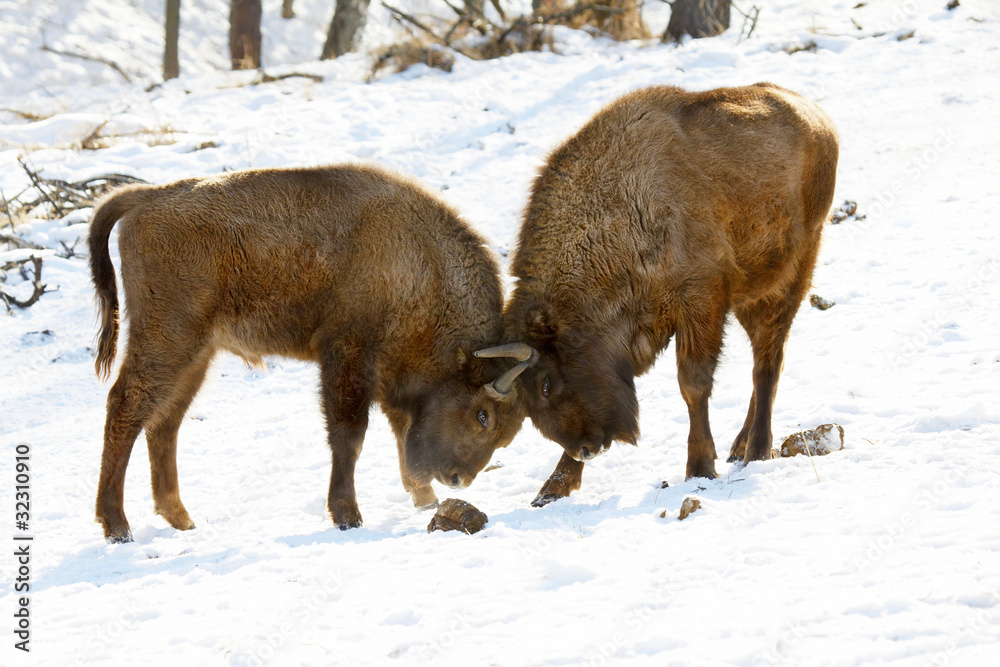 bison battle bison battle
