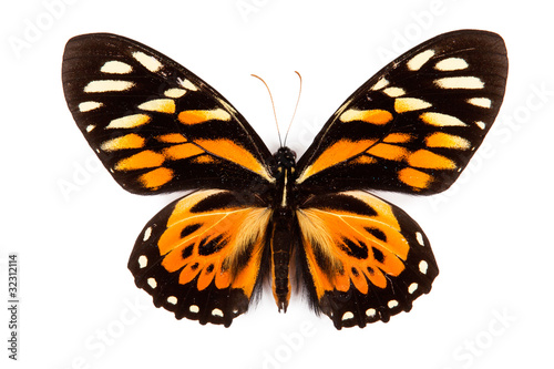 Balck and orange butterfly Papilio zagreus isolated