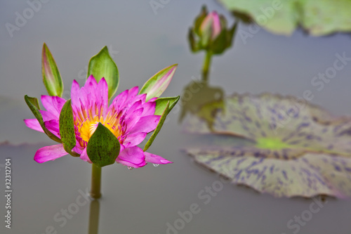 lotus blossoms or water lily flowers blooming on pond