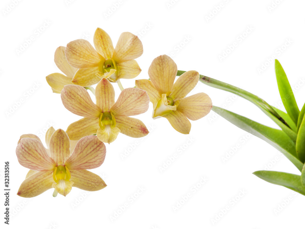 Fototapeta premium orchid isolated on white background