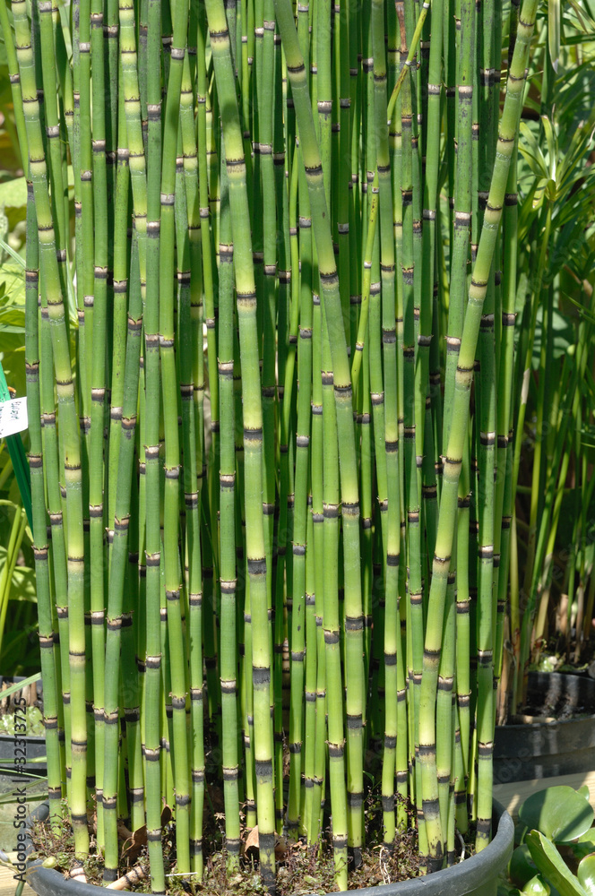 Fototapeta premium equisetum ou prêle