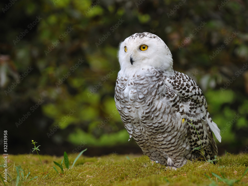 Fototapeta premium Scneeeule