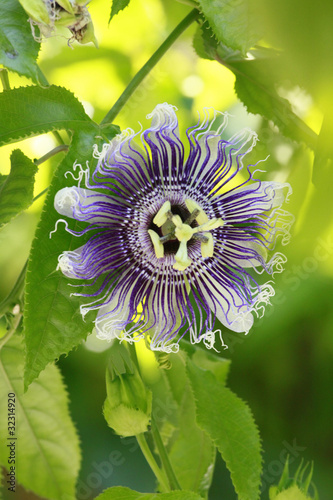 Fototapeta Naklejka Na Ścianę i Meble -  Passiflora vine's bloom