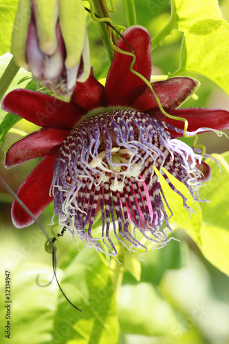 Fototapeta Naklejka Na Ścianę i Meble -  Passiflora vine's bloom