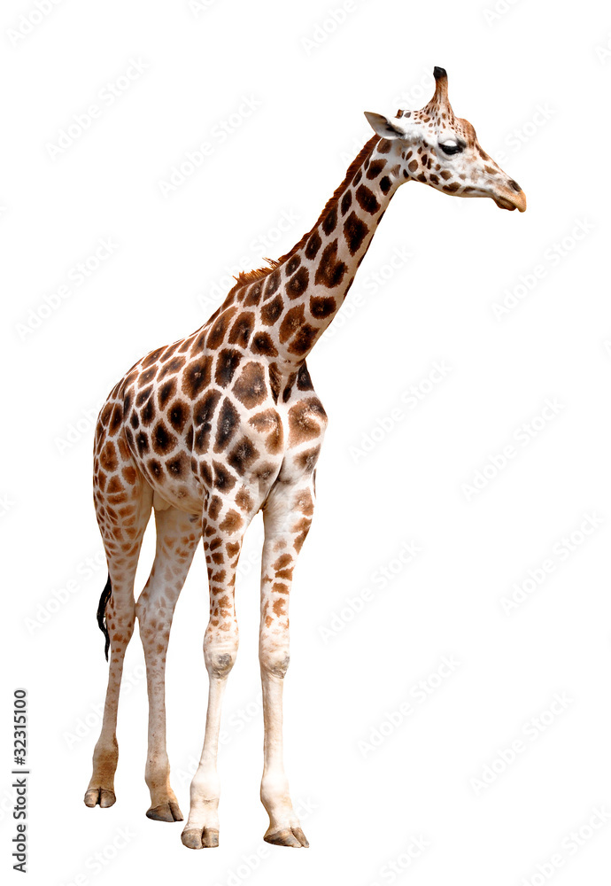 giraffes isolated