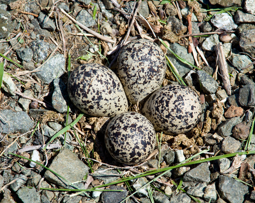 Fototapeta premium Killdeer bird eggs in nest