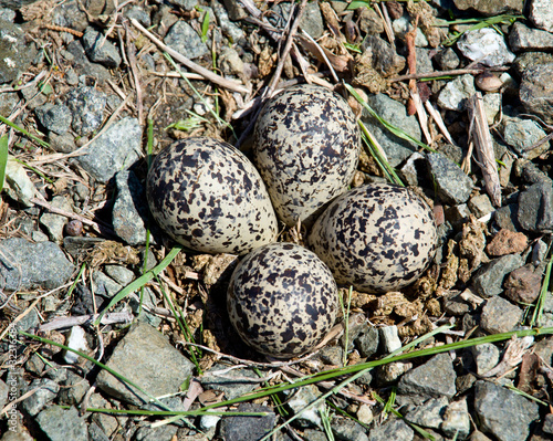 Killdeer bird eggs in nest photo