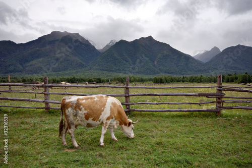 Young cow at meadow against fence. Sayan mountains. Siberia.