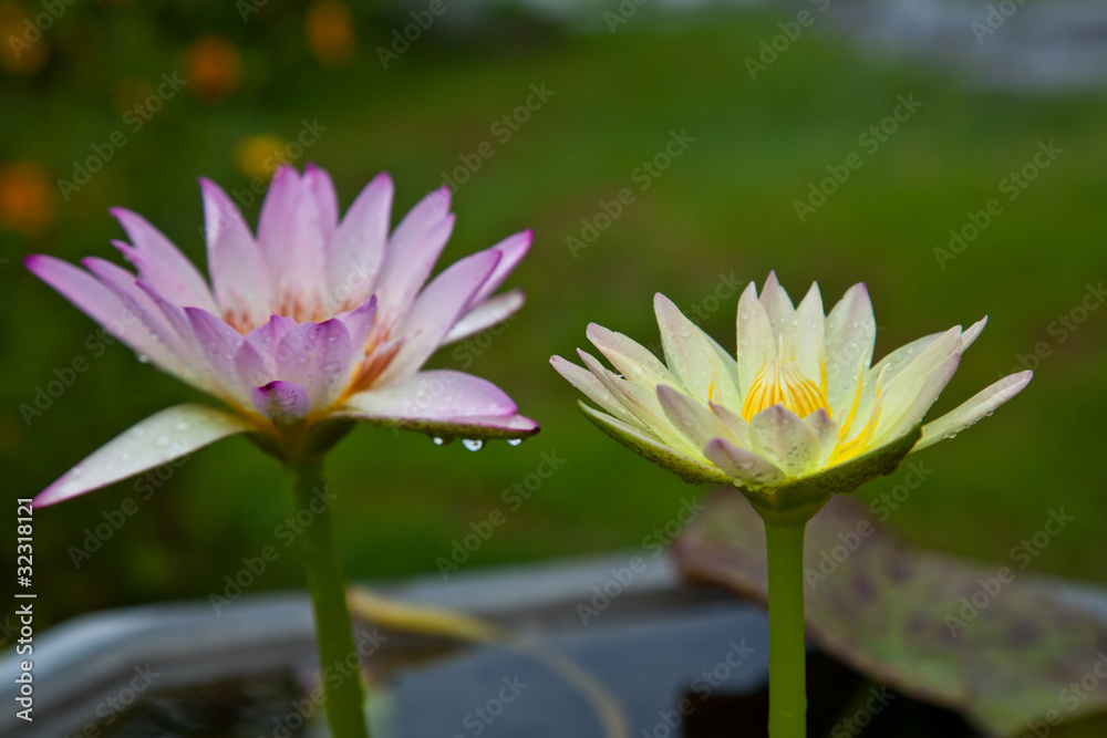 Yellow lotus blossoms or water lily flowers blooming on pond Yellow lotus blossoms or water lily flowers blooming on pond