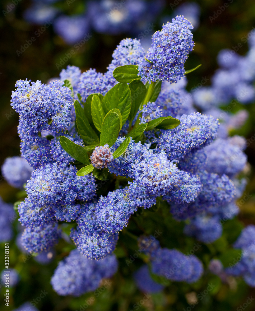 californian lilac.
