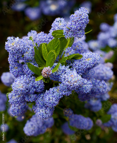 Obraz na płótnie californian lilac. w salonie