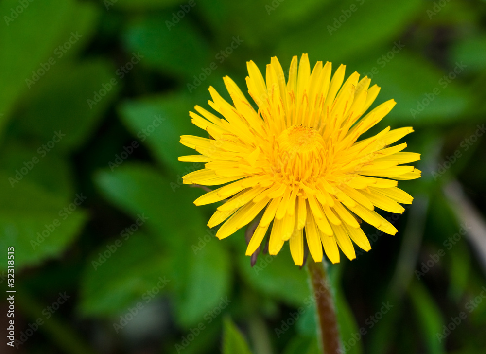 dandelions dandelions