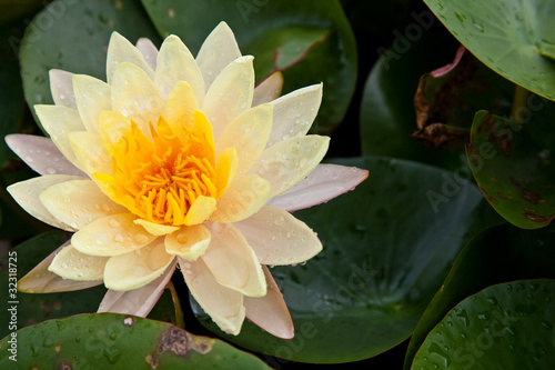 lotus blossoms or water lily flowers blooming on pond