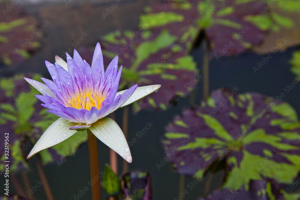 lotus blossoms or water lily flowers blooming on pond lotus blossoms or water lily flowers blooming on pond