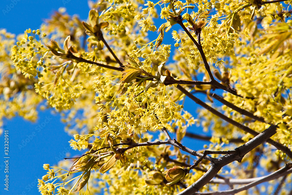 linden blossom on the background of the sky linden blossom on the background of the sky