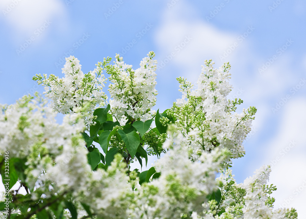 Bunch of white lilac flower in sunny spring day Bunch of white lilac flower in sunny spring day