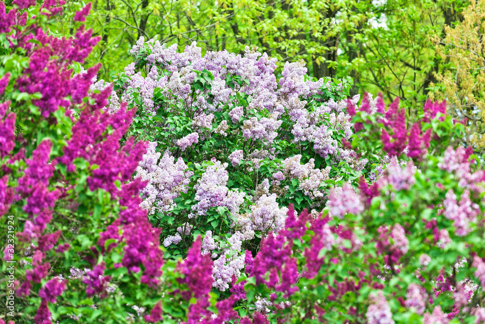 Obraz premium Bunch of violet lilac flower in sunny spring day