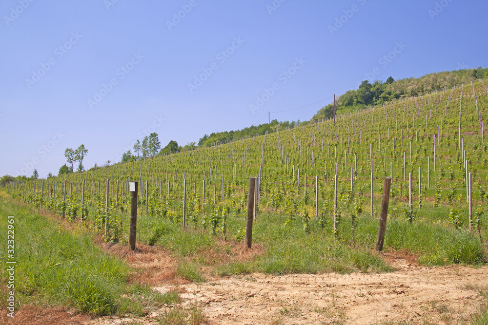 Obraz premium Vineyard