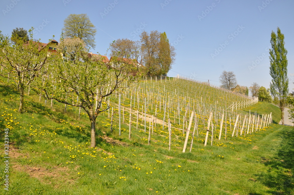 Weinberg - Steiermark, AT Apr. 2011