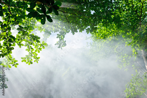morning sunlight in forest