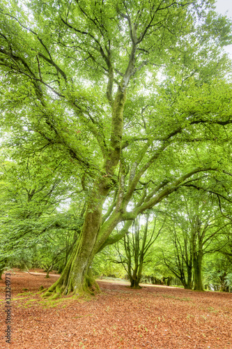 foret du morvan