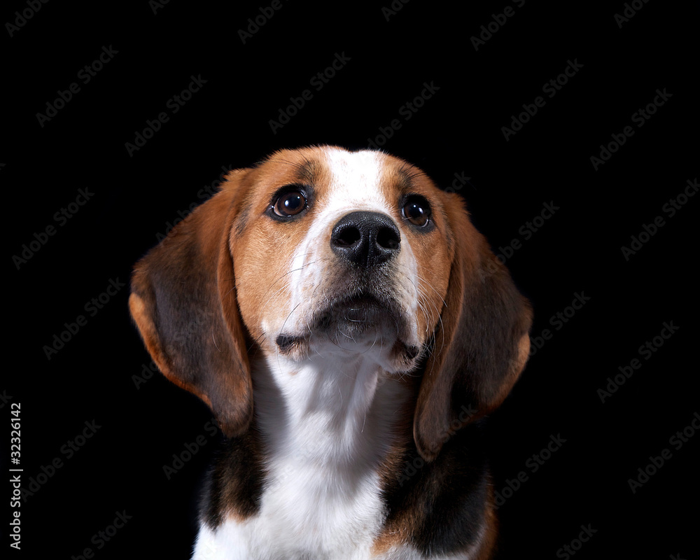 Coon Hound Looking Towards Coon Hound Looking Towards