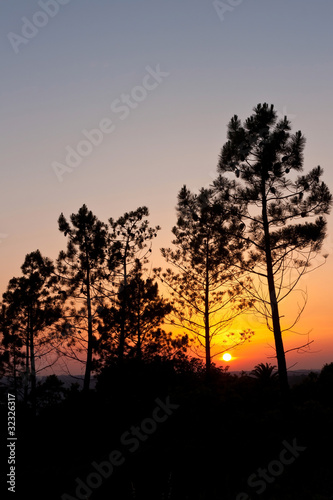 Sunset behind trees © Paulo M.F. Pires