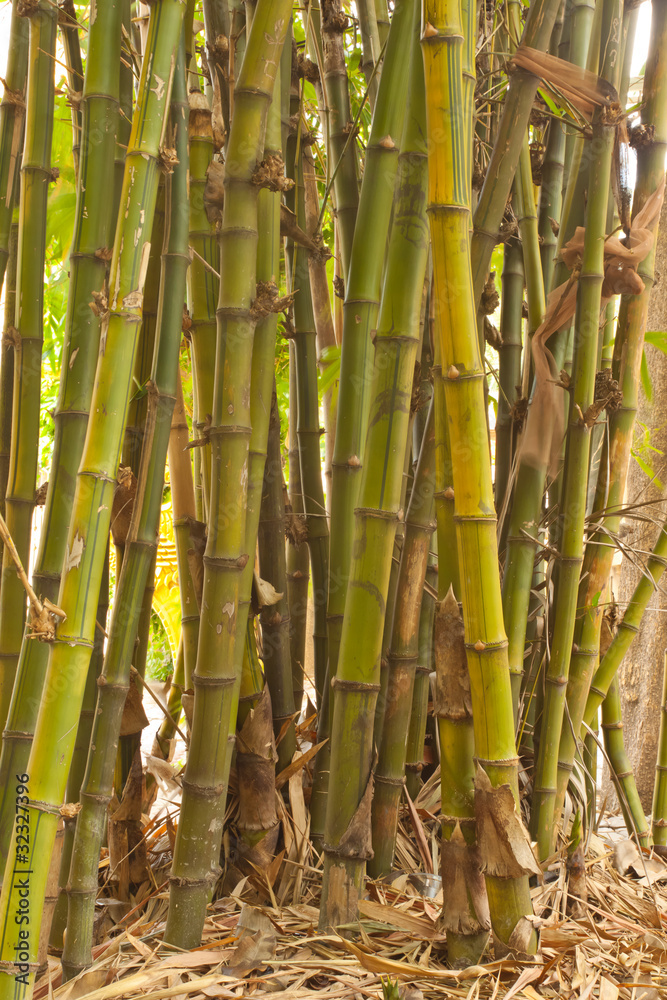 Fototapeta premium bamboo background