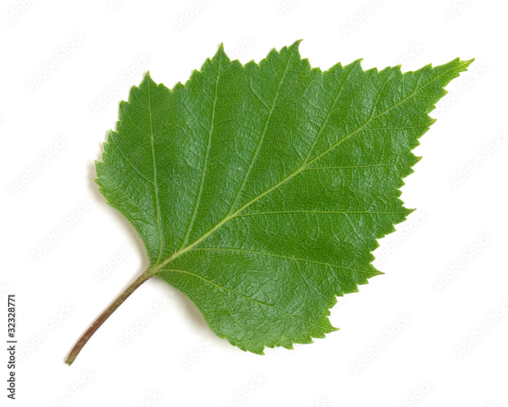 Fototapeta premium birch leaf on a white background