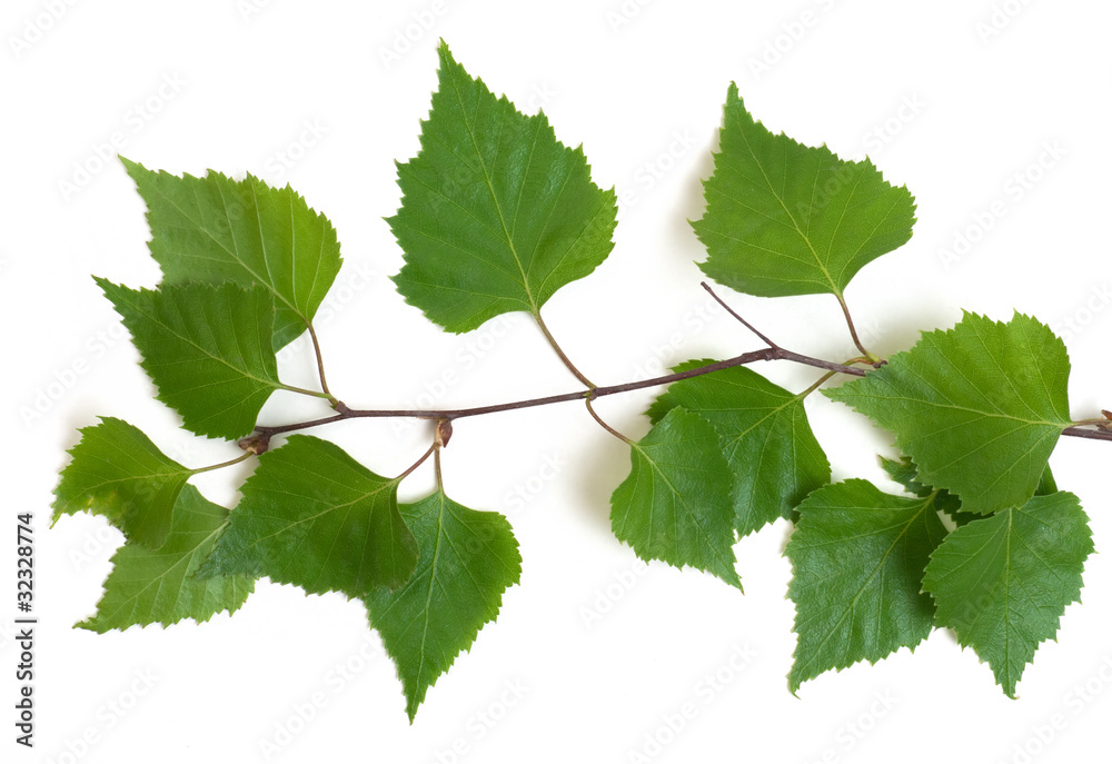 Fototapeta premium birch branches on a white background