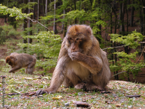 Foraging Barbary Macaque (Macaca sylvanus)