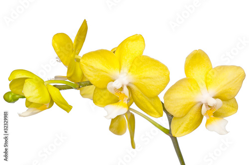 yellow orchid