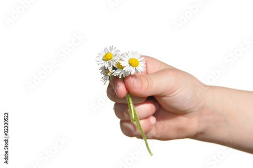 Child presents self picked flowers to parent (isolated on white)