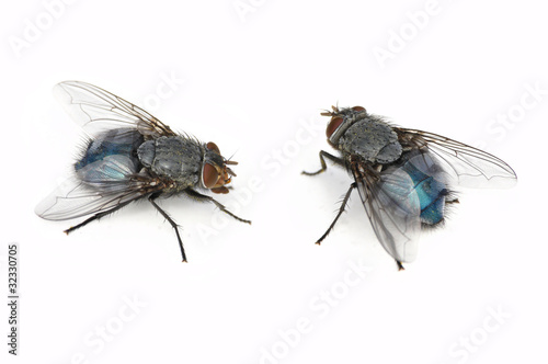Two Blue Bottle Fly (Calliphora vomitoria) isolated on white)