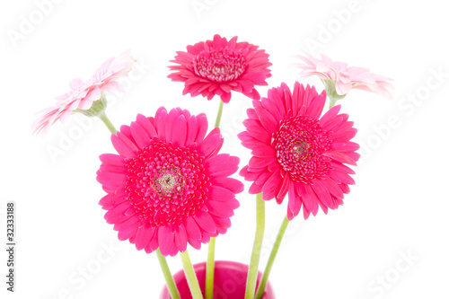 Pink Gerber flower over white background