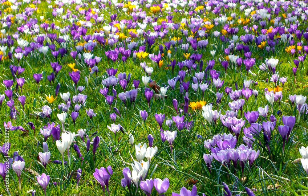 Fototapeta premium ow