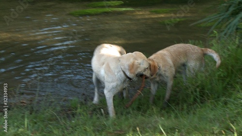 Dogs playing in the river