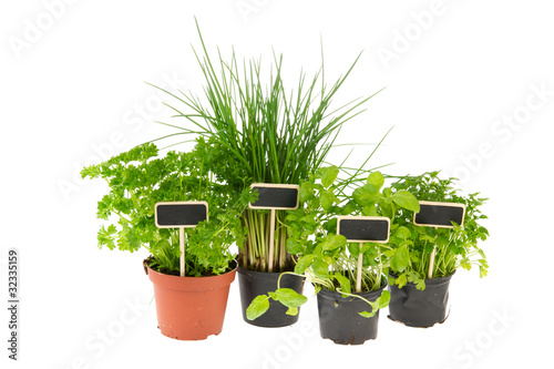 Kitchen herbs