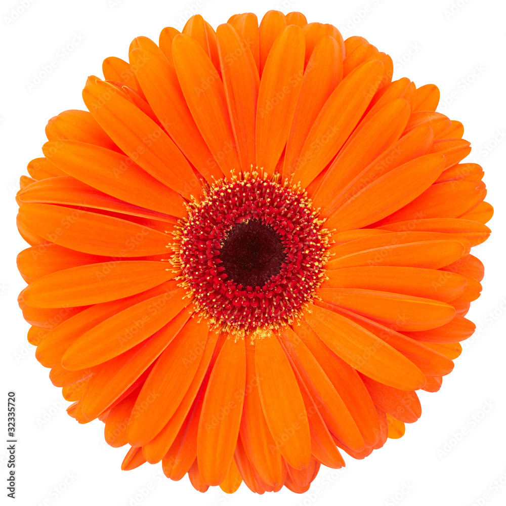 Orange gerber flower with clipping path Orange gerber flower with clipping path