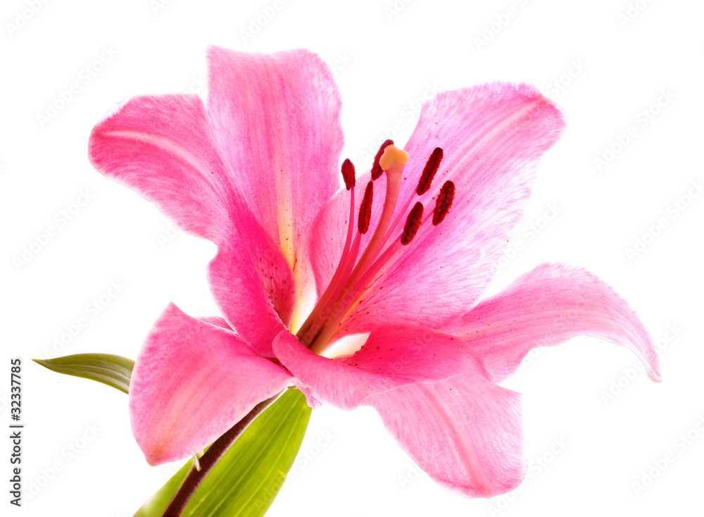 Lily flower on white background