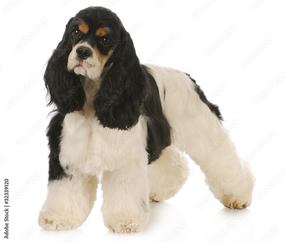 cute dog cute dog